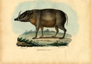 Babirusa, 1863-79